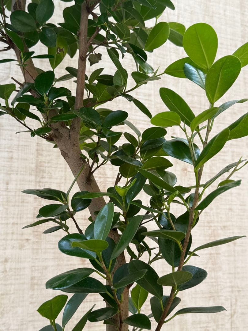 ☆ パンダガジュマル 118cm 8号 緩やかな曲がり幹♪