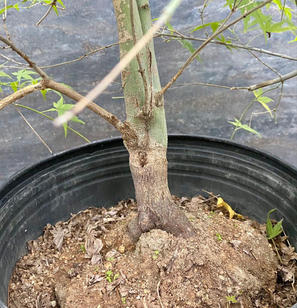 紅葉　流泉/901