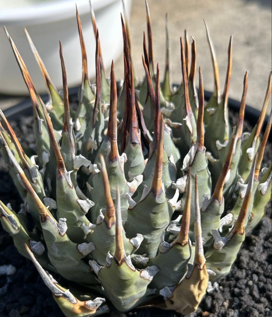 M*3様 現品Agave utahensis eborispina 短葉 極太連