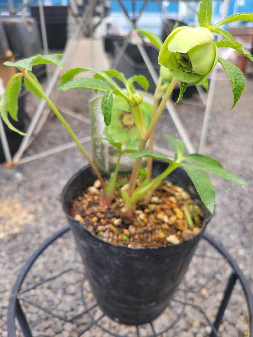 衛*様 クリスマスローズ　グリーンブロッチ　爪白