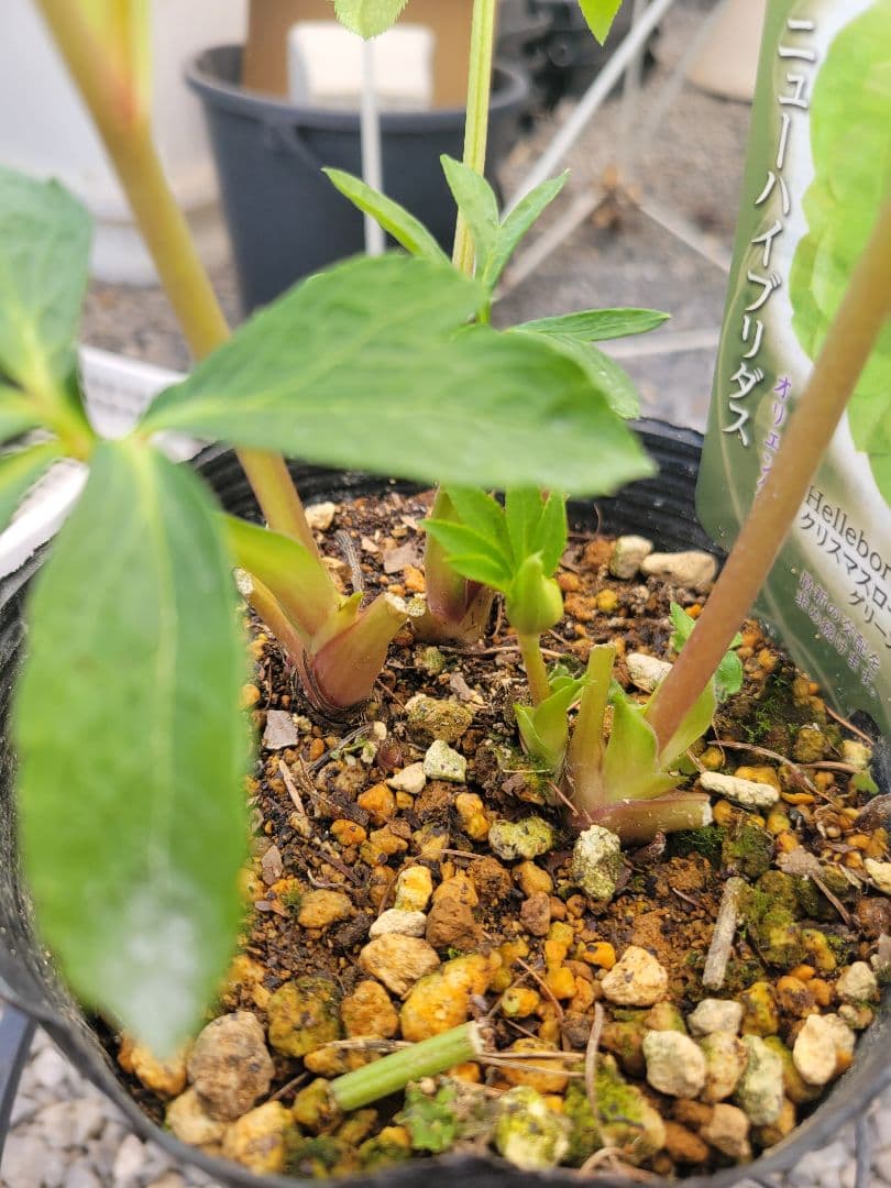 衛*様 クリスマスローズ　グリーンブロッチ　爪白