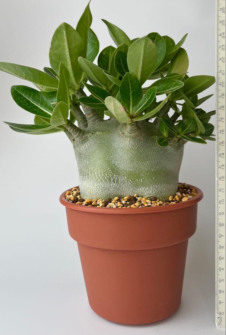 【激レア/ドワーフ/超極太/塊根】アデニウム アラビカムV2ハック鉢植えA-26