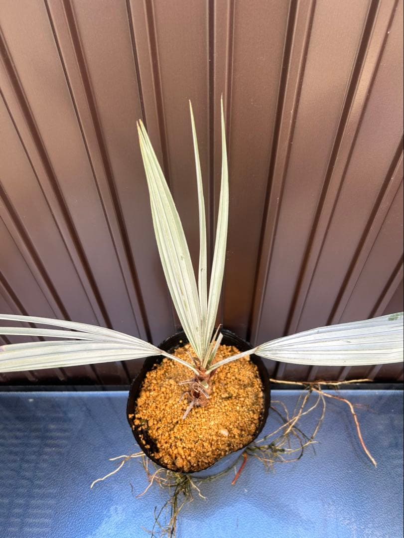 ブラヘア アルマータ J特白個体