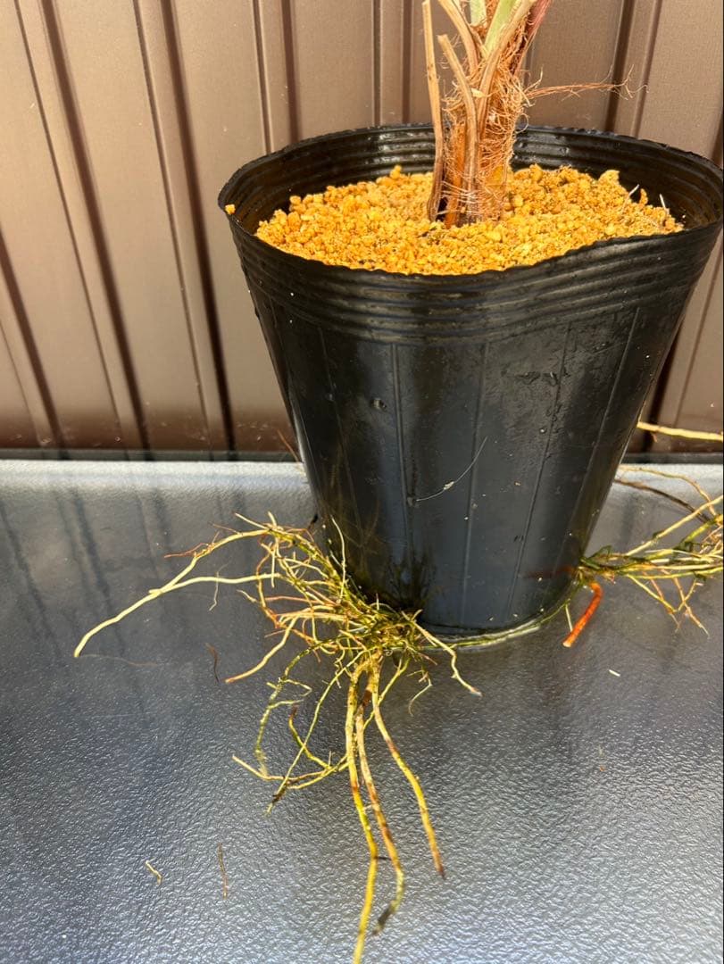 ブラヘア アルマータ J特白個体