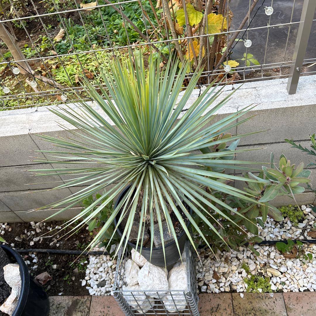 ユッカ ロストラータ10号　美株