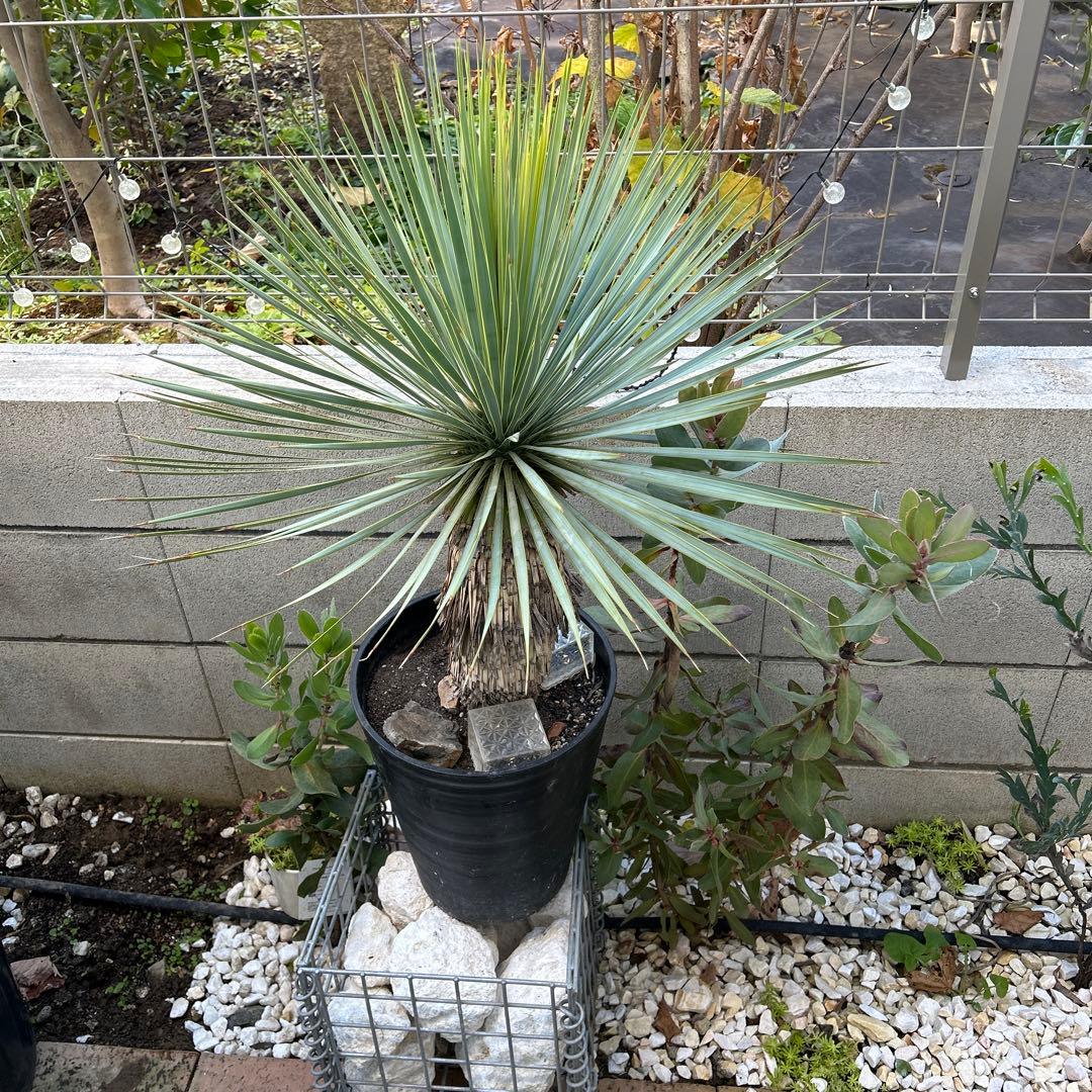 ユッカ ロストラータ10号　美株