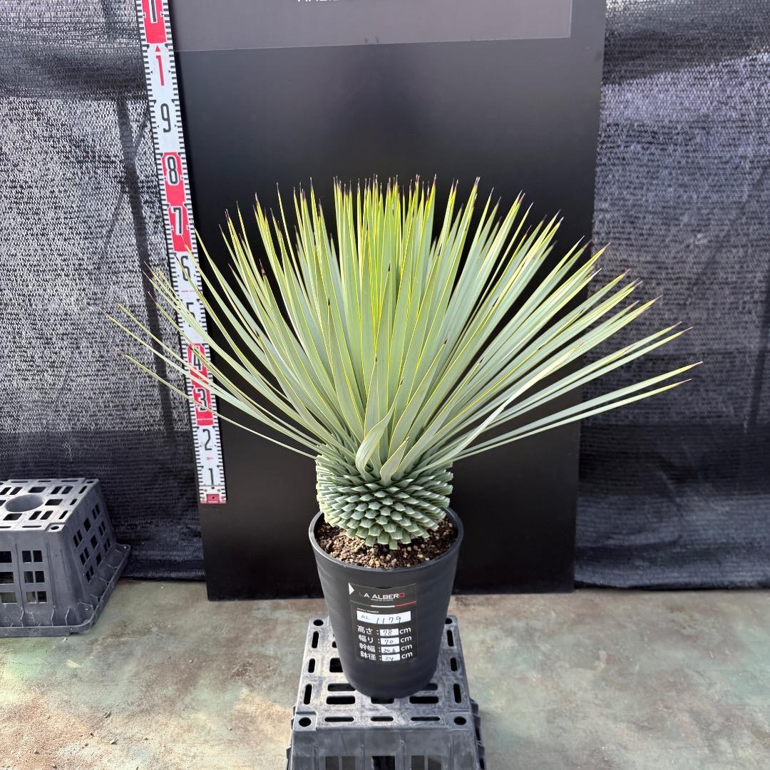 【AL1179】ユッカ　ロストラータ　超美形　極太　シルバー