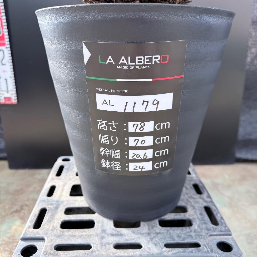 【AL1179】ユッカ　ロストラータ　超美形　極太　シルバー