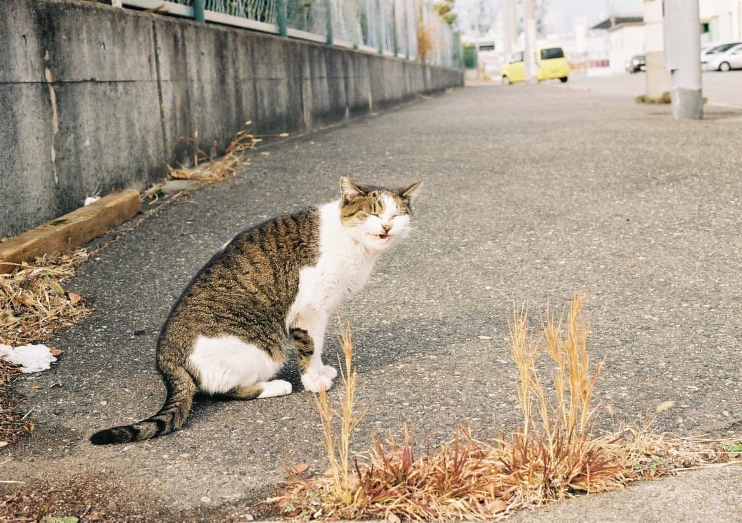 CANON AE-1 Program ／ NFD 50mm f1.4 セット