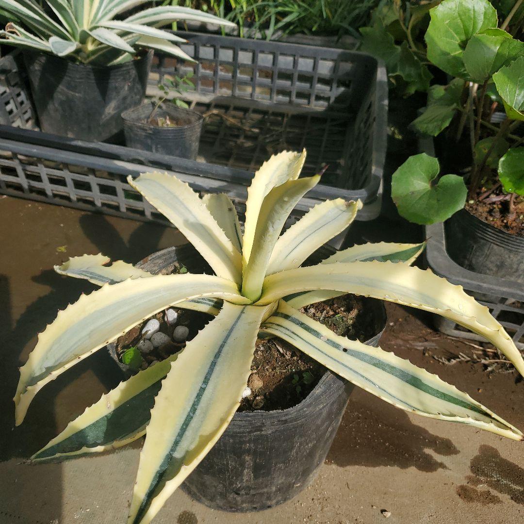 アガベ アメリカーナ 斑入り　変異株