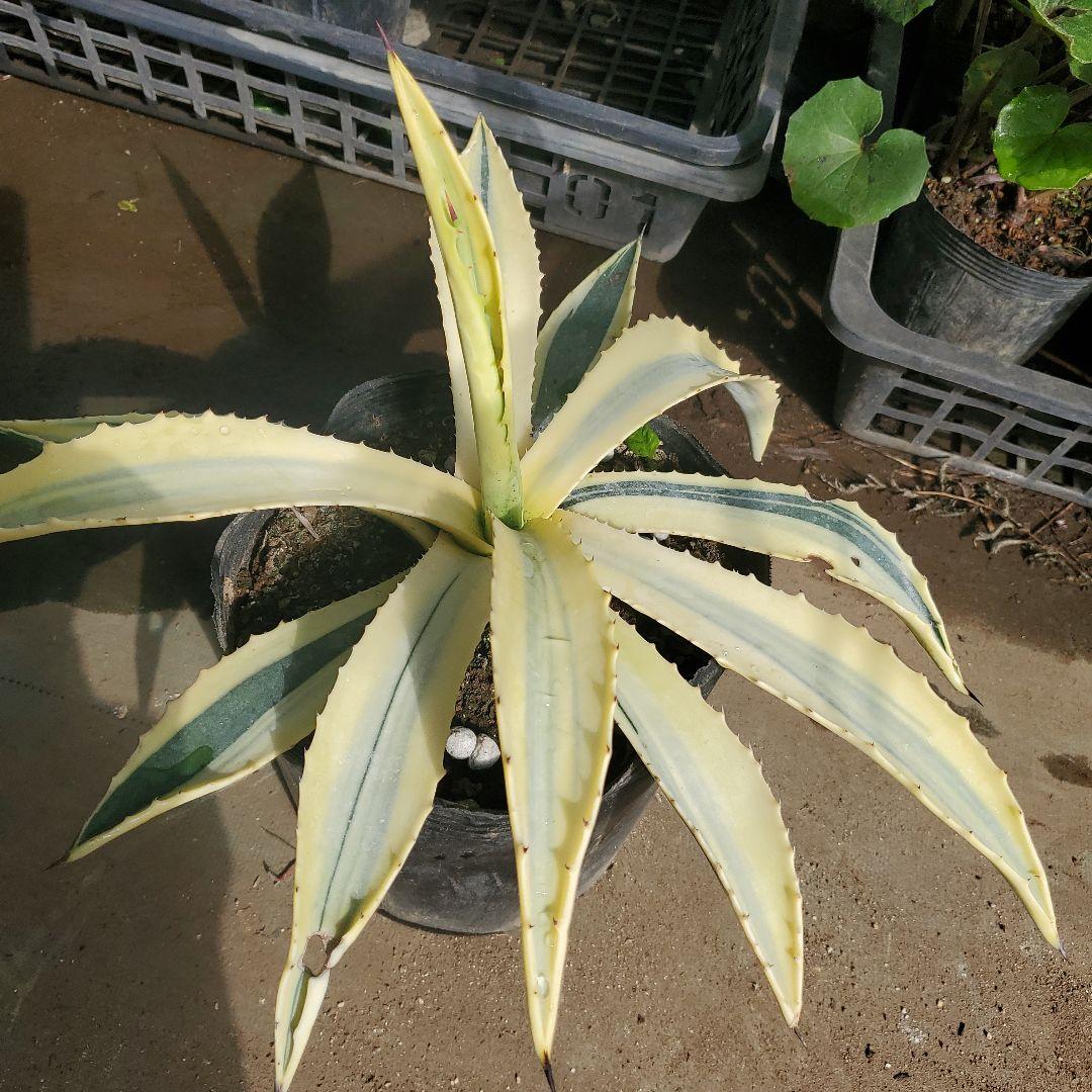 アガベ アメリカーナ 斑入り　変異株