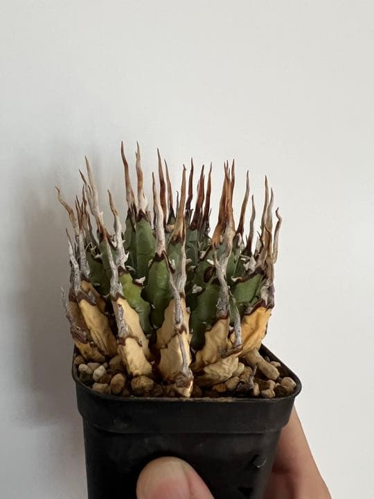 ◾️エボリスピナ陽炎⑦◾️短葉 ホワイトスパイン 発根済み