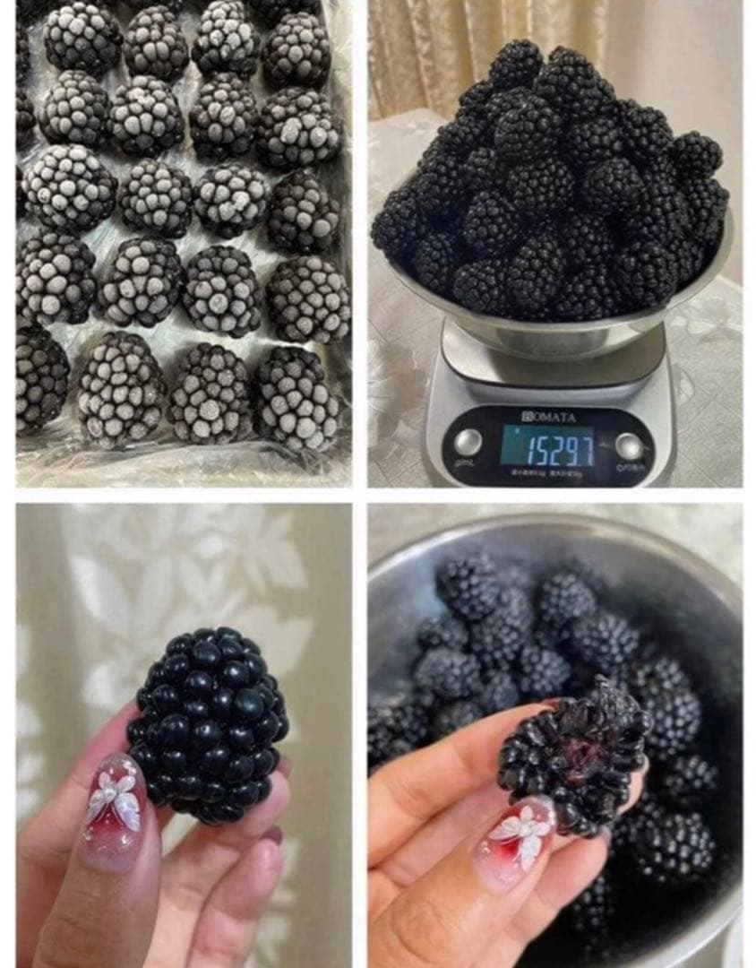 【Ryutaro】ブラックベリートリプルクラウン　取り木苗　20株