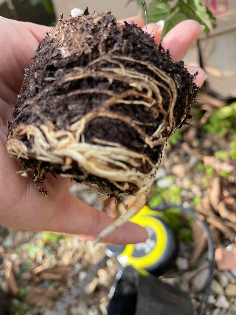 【Ryutaro】ブラックベリートリプルクラウン　取り木苗　20株