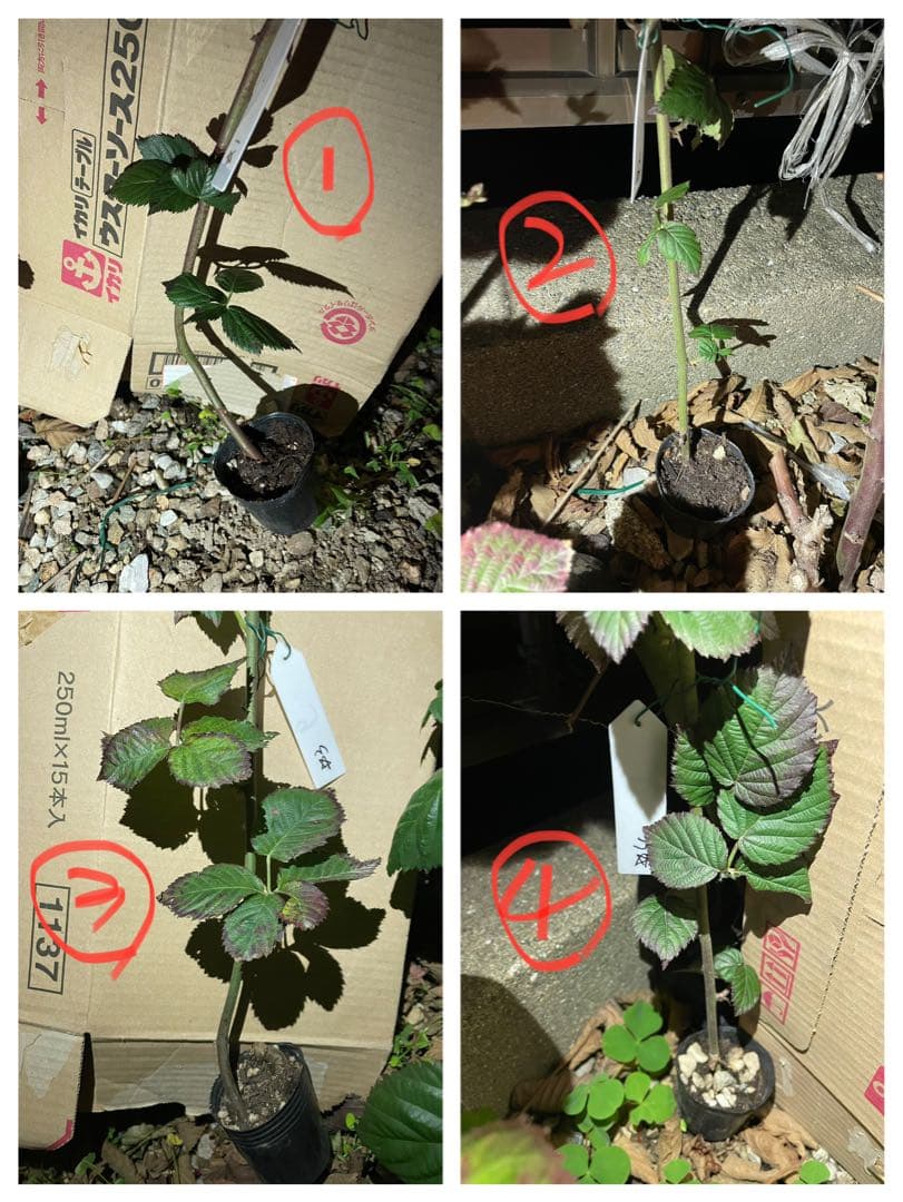 【Ryutaro】ブラックベリートリプルクラウン　取り木苗　20株