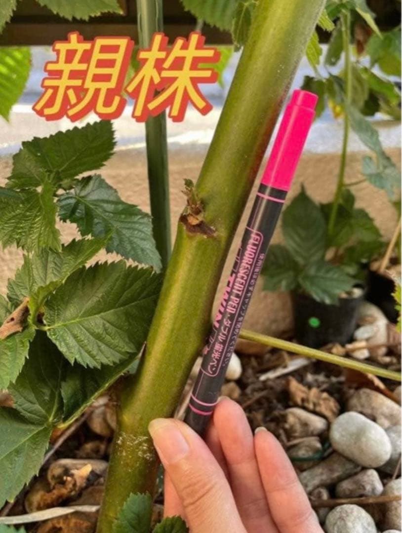 【Ryutaro】ブラックベリートリプルクラウン　取り木苗　20株