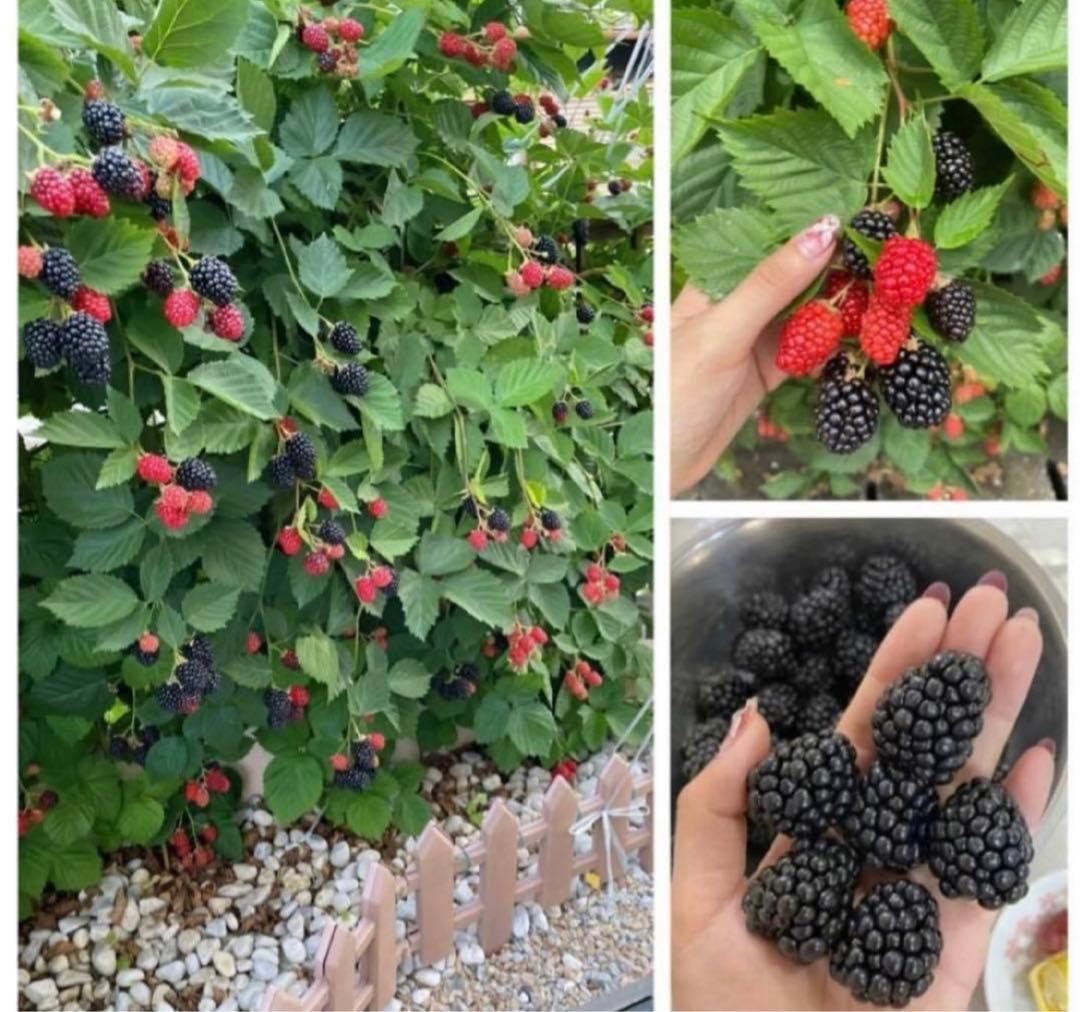 【Ryutaro】ブラックベリートリプルクラウン　取り木苗　20株