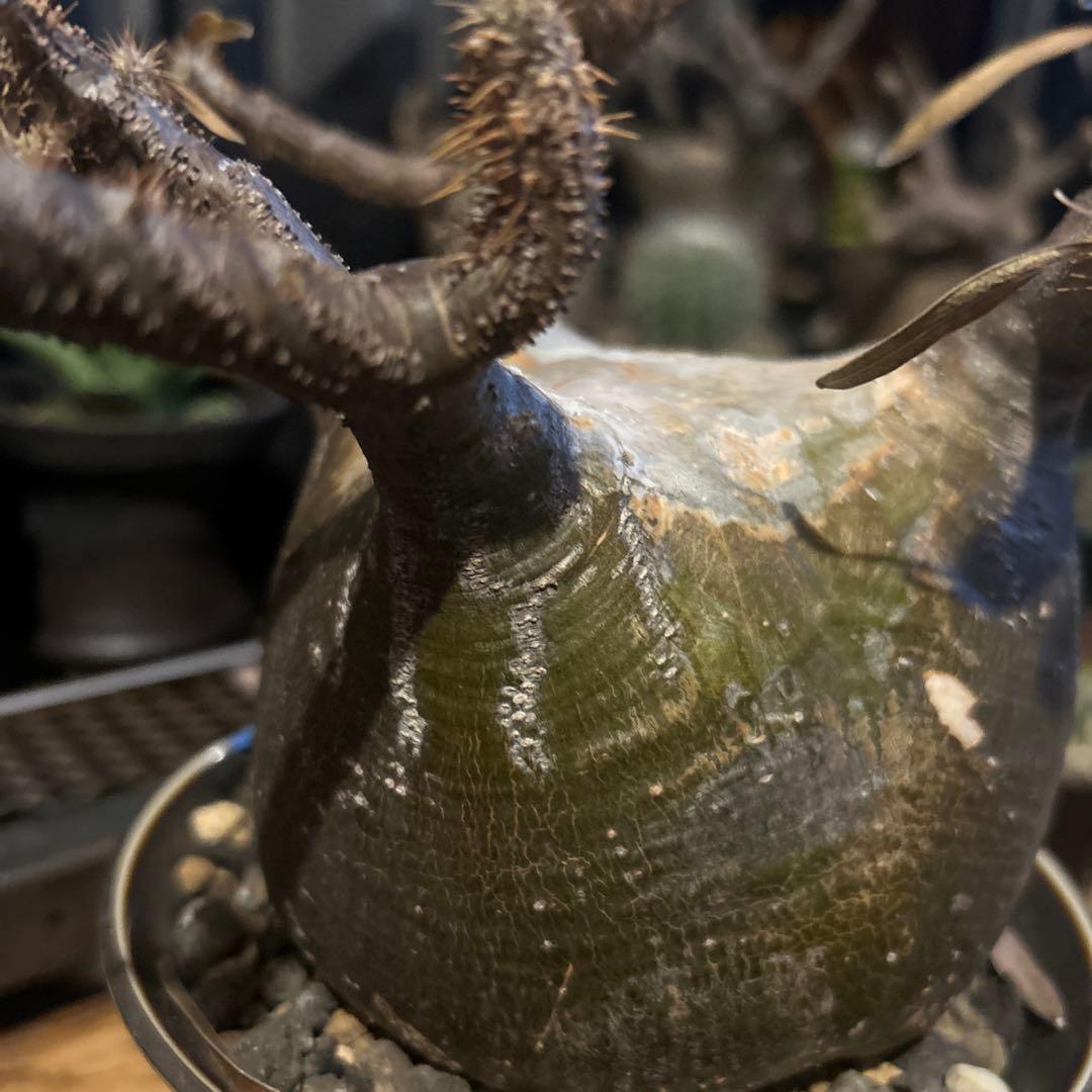 グラキリス