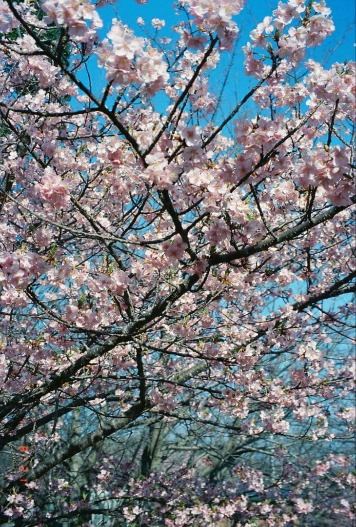 フィルムカメラ　OLYMPUS Stylus ZOOM 140