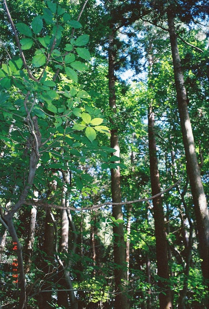 フィルムカメラ　OLYMPUS Stylus ZOOM 140