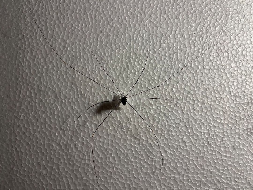 【珍標本】ヤエヤマスベザトウムシ 昆虫標本 スパイダーマンティス