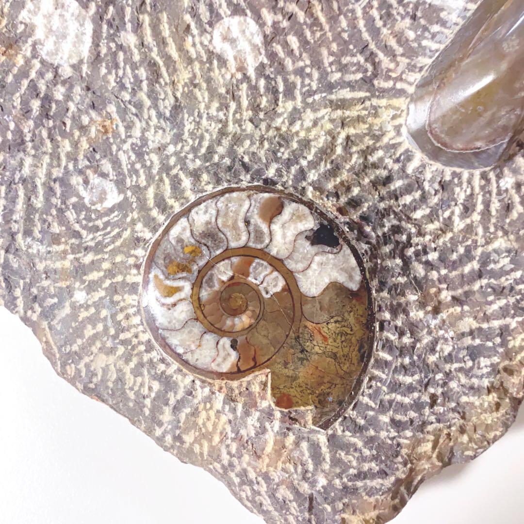 【希少‼︎】モロッコ産　アンモナイト　オルソセラス　3億7千年前　化石