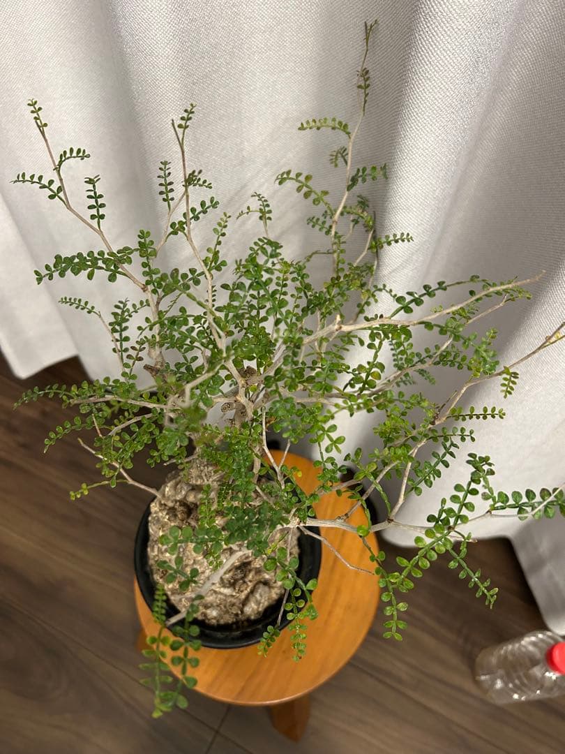 オペルクリカリア パキプス 現地球 発根済 みやび鉢 グラキリス デカリー