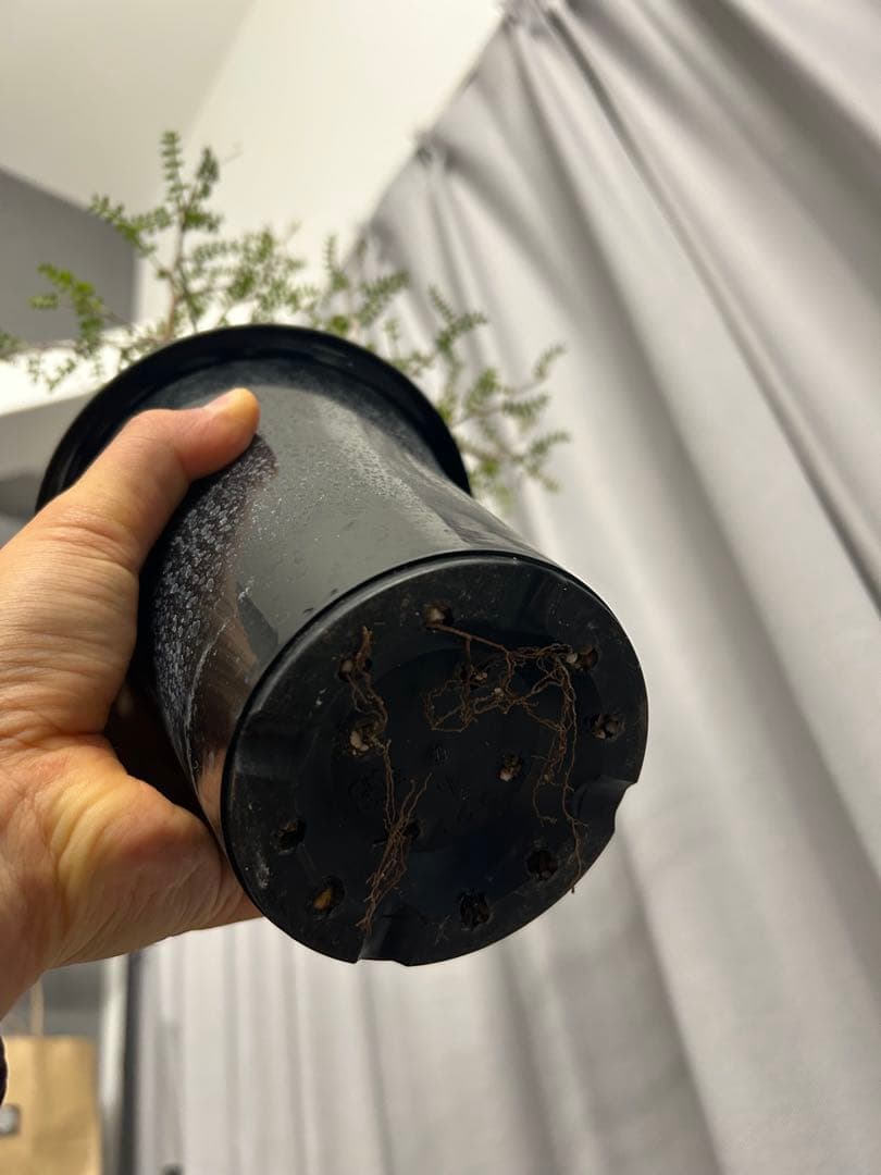 オペルクリカリア パキプス 現地球 発根済 みやび鉢 グラキリス デカリー