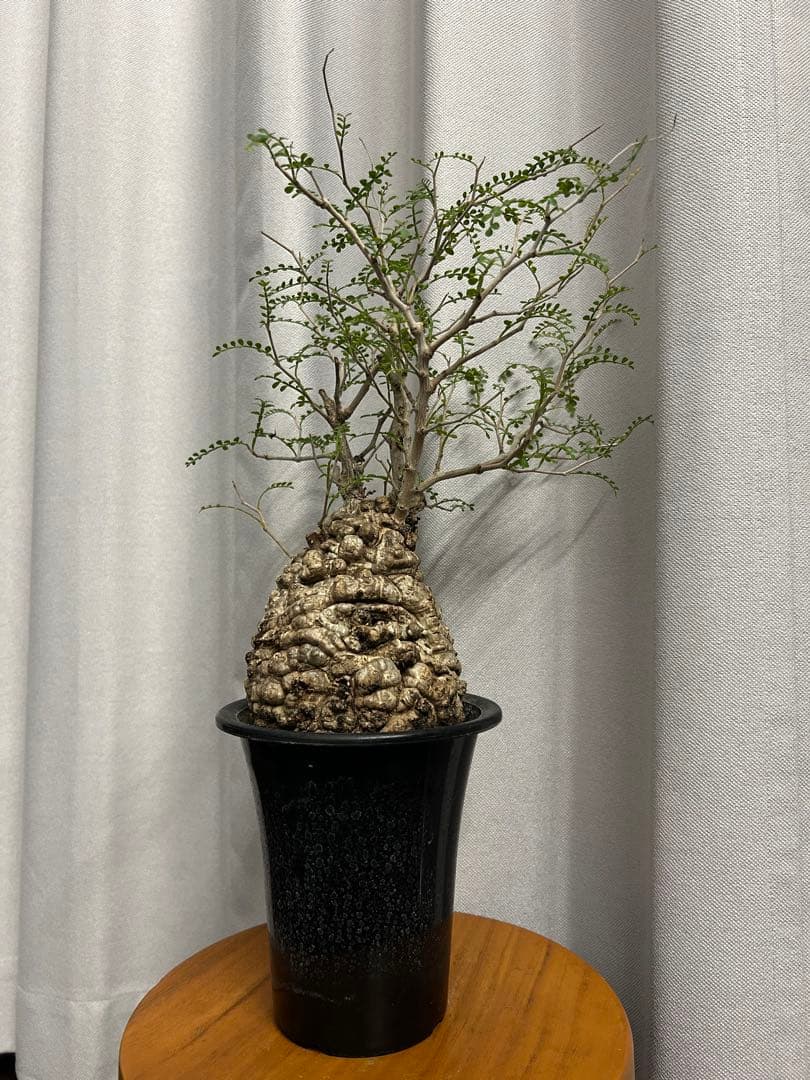 オペルクリカリア パキプス 現地球 発根済 みやび鉢 グラキリス デカリー