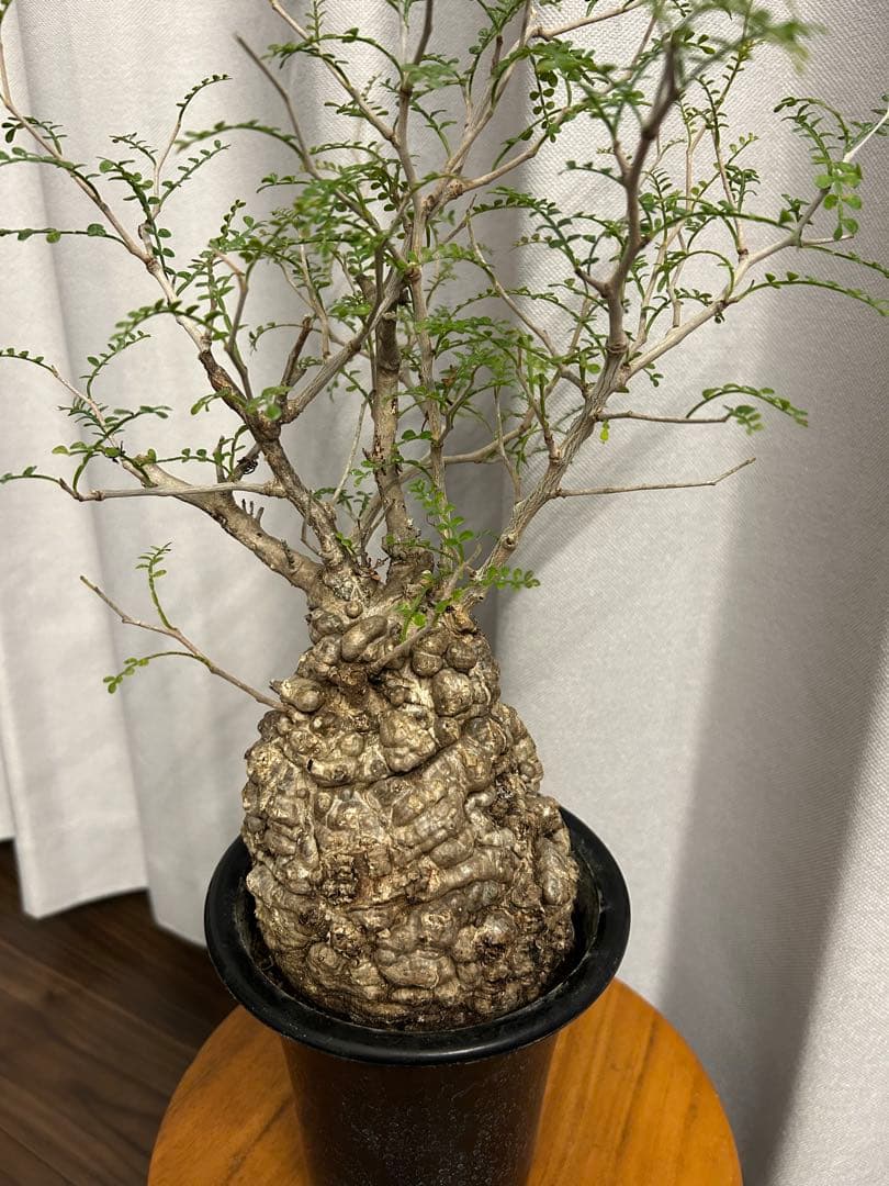 オペルクリカリア パキプス 現地球 発根済 みやび鉢 グラキリス デカリー