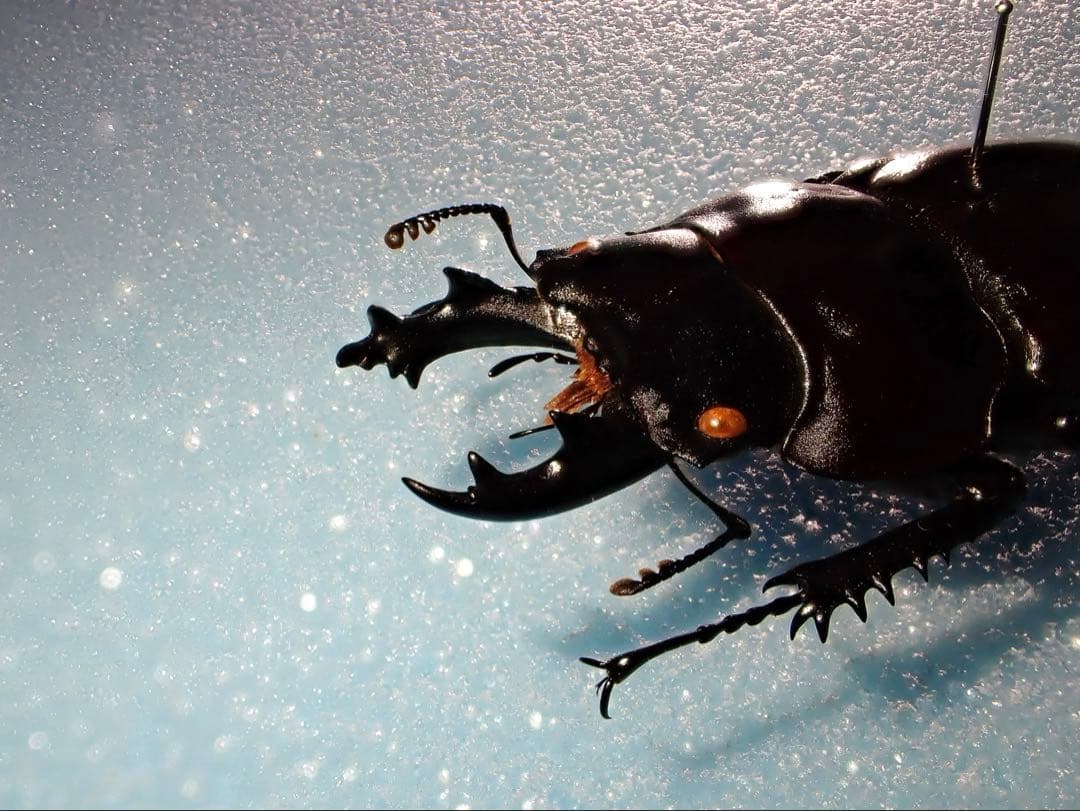 【標本】ヤエヤママルバネクワガタ　石垣島産　57.0ミリ　野外品　規制前採集品