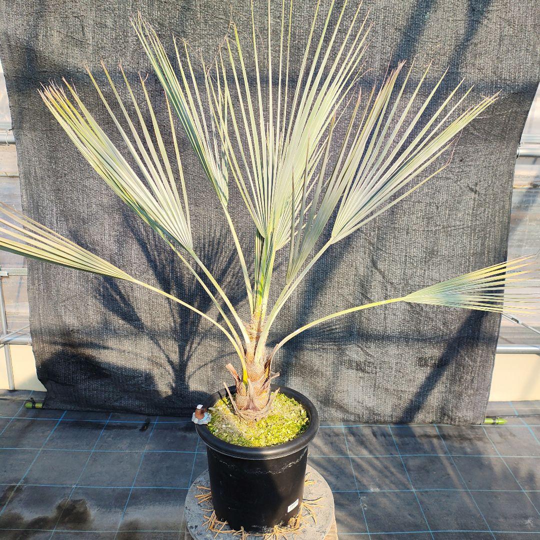 ブラヘア アルマータ