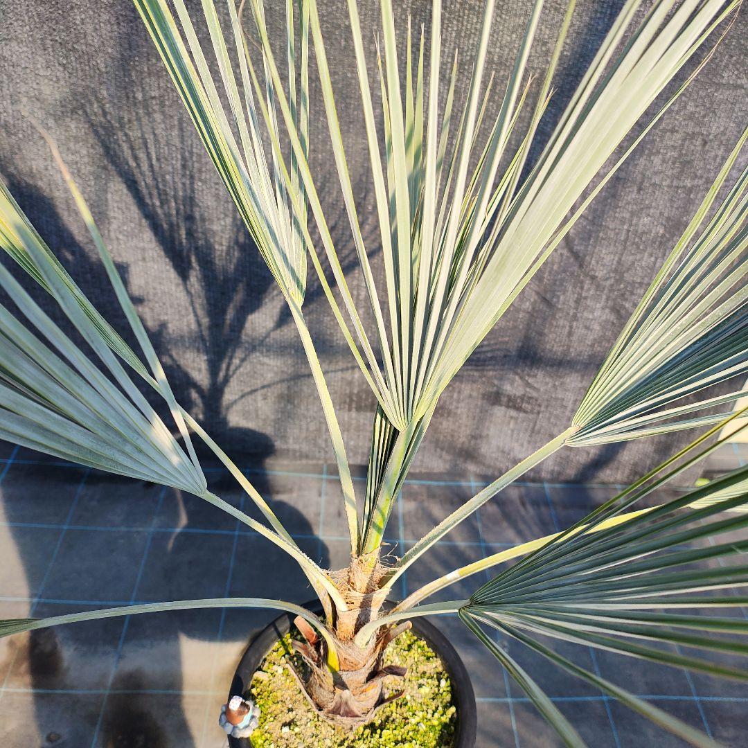 ブラヘア アルマータ