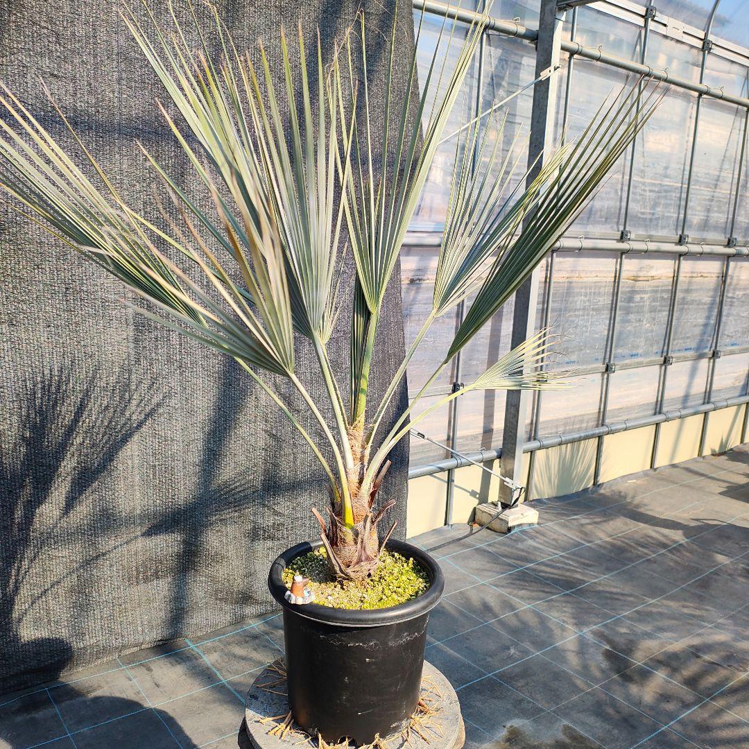 ブラヘア アルマータ