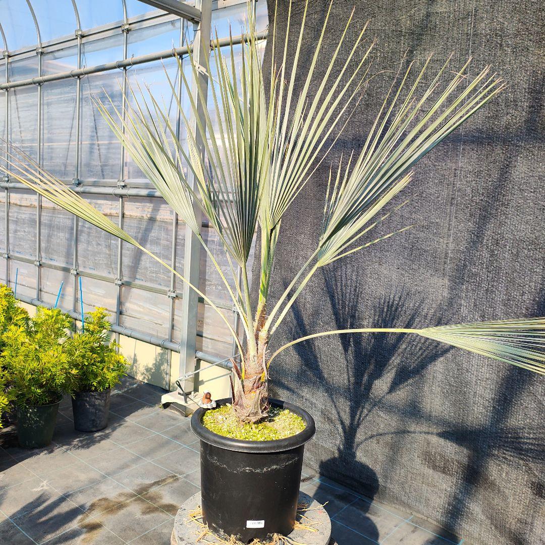 ブラヘア アルマータ