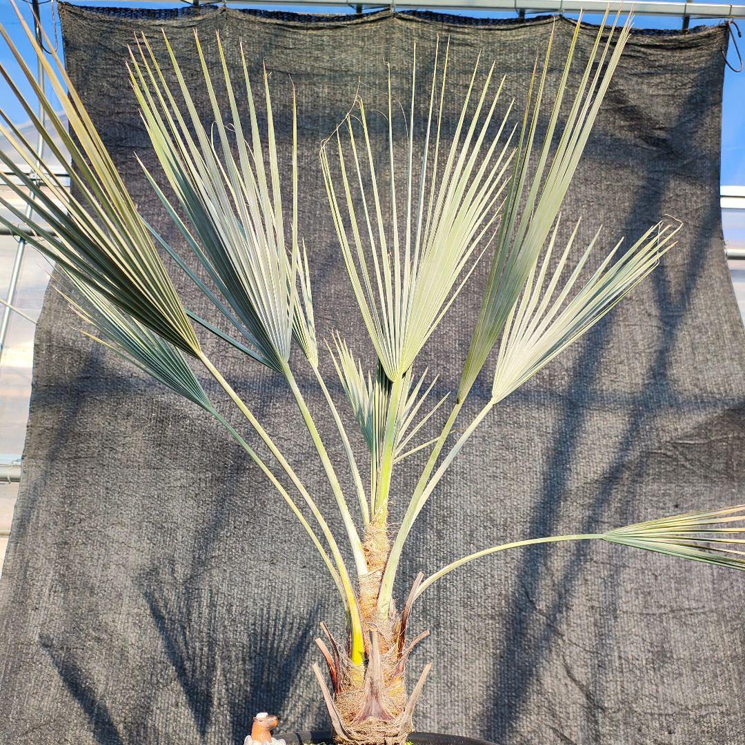 ブラヘア アルマータ