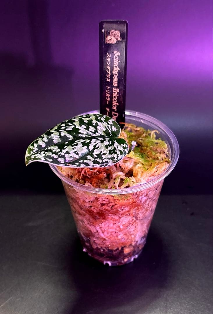 スキンダプサス　綺麗な斑入り　セットL3