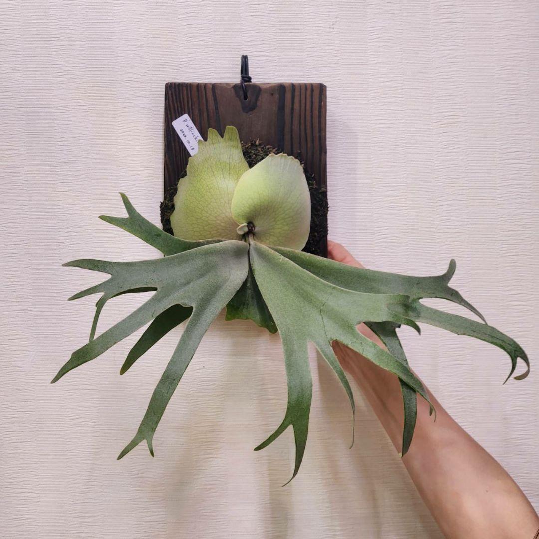 月光爪哇OC子株　ウィリンキー　ビカクシダ　willinckii ゲッコウジャワ