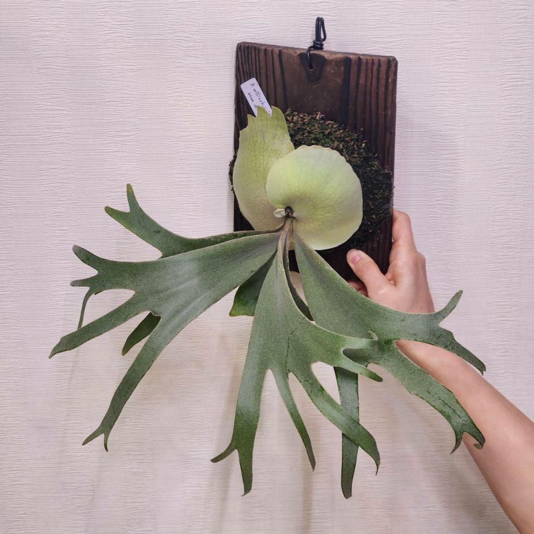 月光爪哇OC子株　ウィリンキー　ビカクシダ　willinckii ゲッコウジャワ