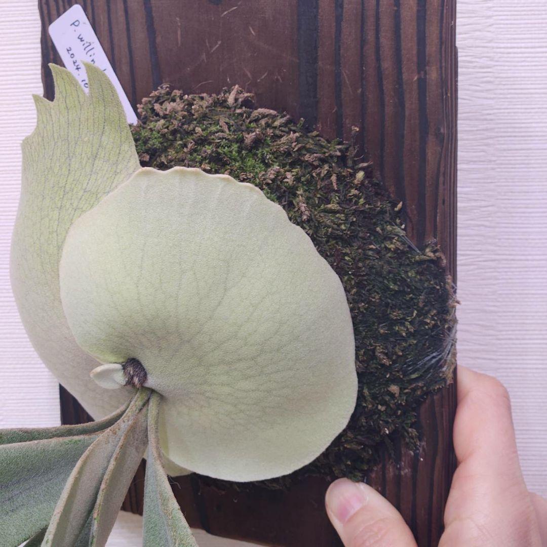 月光爪哇OC子株　ウィリンキー　ビカクシダ　willinckii ゲッコウジャワ