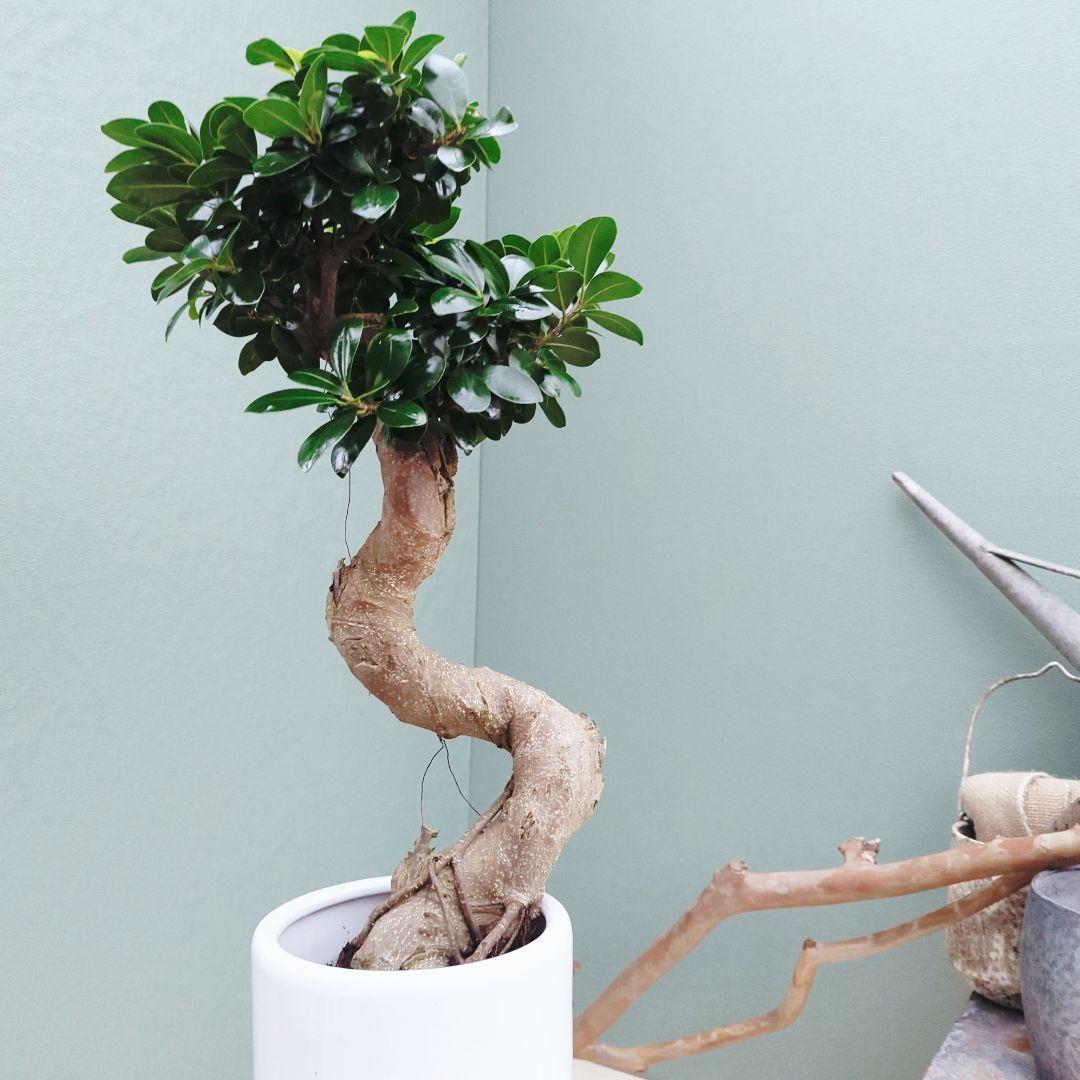 昇り龍 ガジュマル曲がり ７号ロング 陶器 縁起物 運気