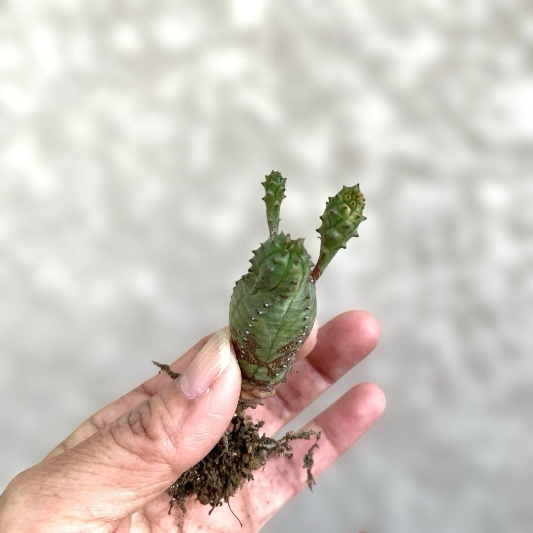 お問い合わせ中　画像更新9/25 オベサブロウ　抜き苗