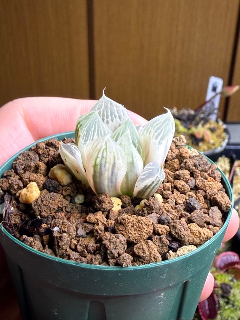 ハオルチアオブツーサ錦　白蛇伝　発根済み