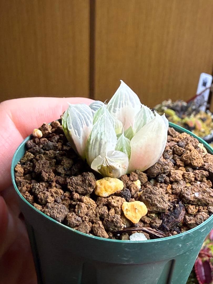 ハオルチアオブツーサ錦　白蛇伝　発根済み