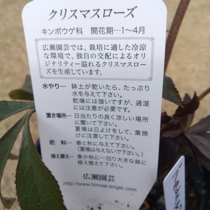 広瀬園芸。ブラックマジック。黒色の多弁花のクリスマスローズ。 NO36