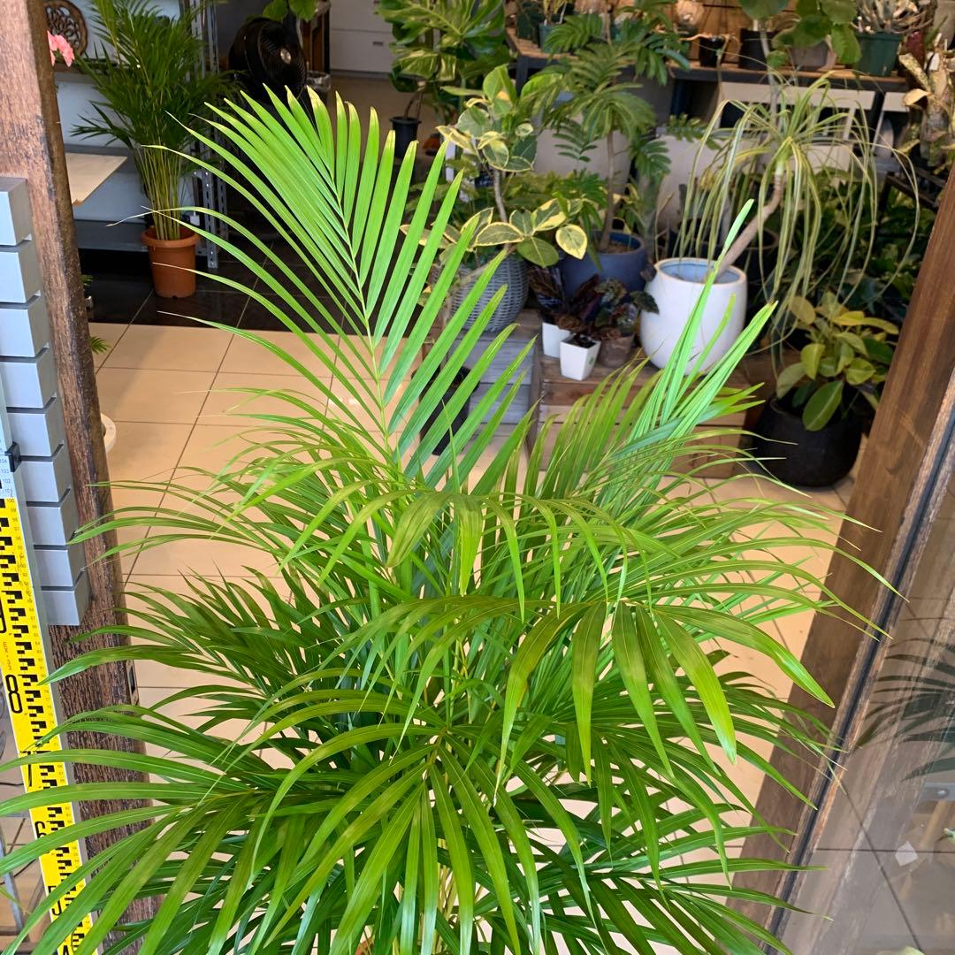 アレカヤシ 8号