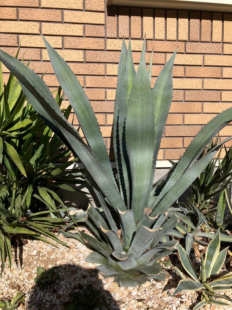 本日特価　アガベ アメリカーナ　特大株　2年半地植え　1m超　送料込み