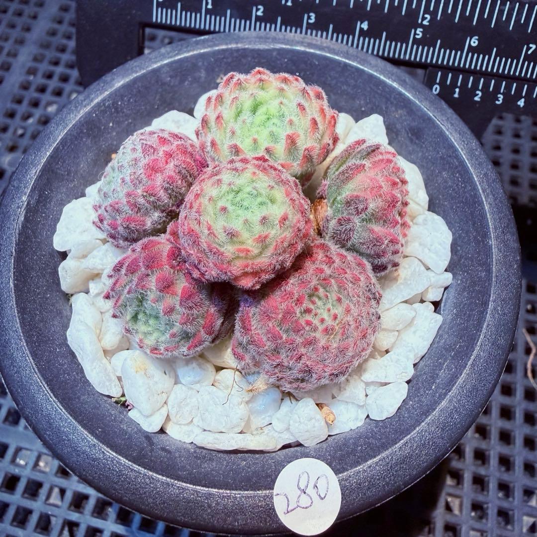 新入荷　レア新品種　センペルビウム錦　(6つ)セット　多肉植物