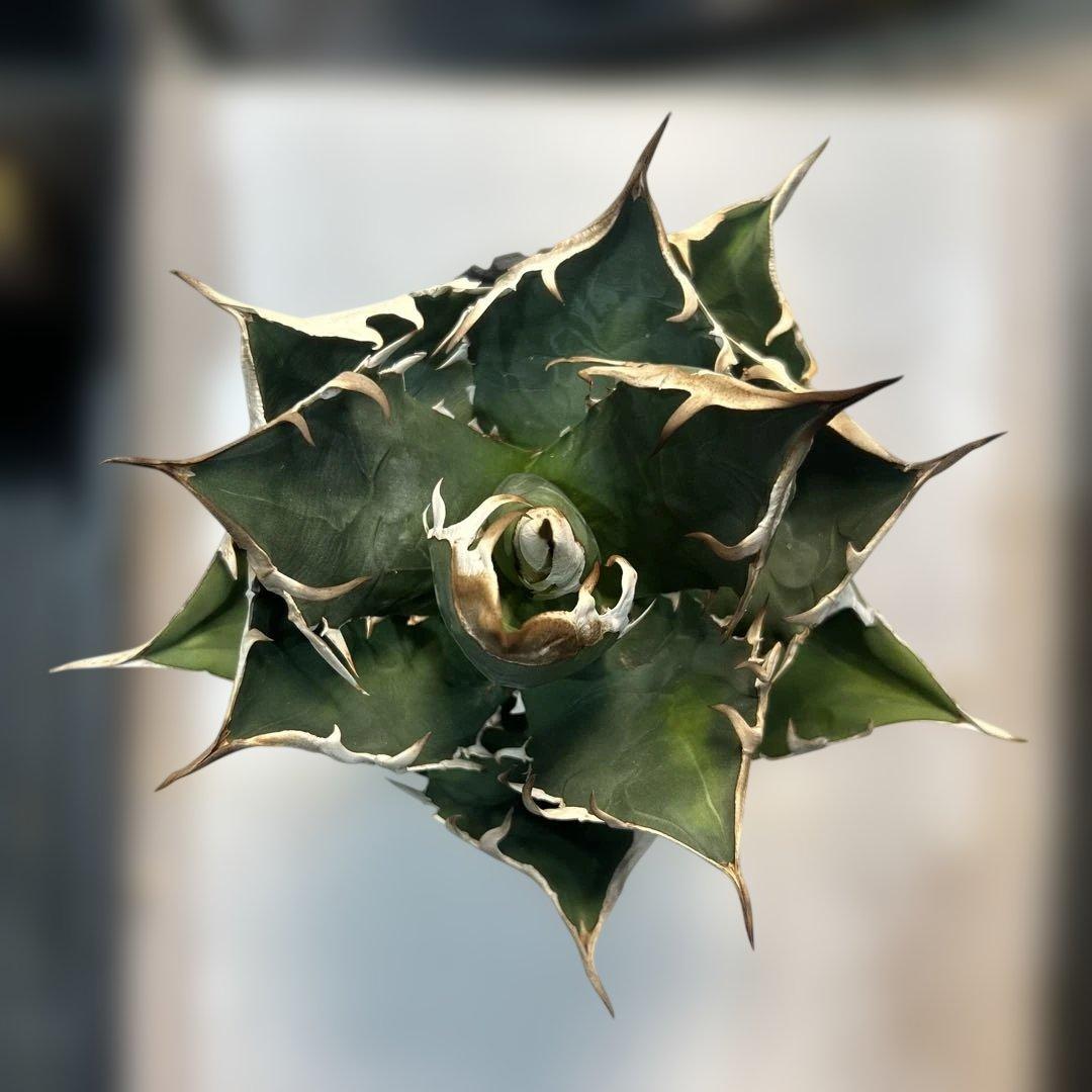 アガベ 緑色 尖った葉 SAD