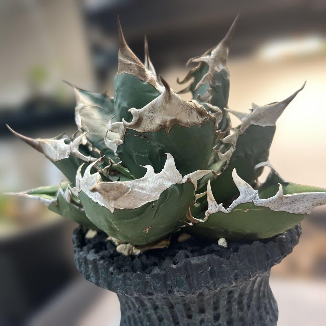 アガベ 緑色 尖った葉 SAD